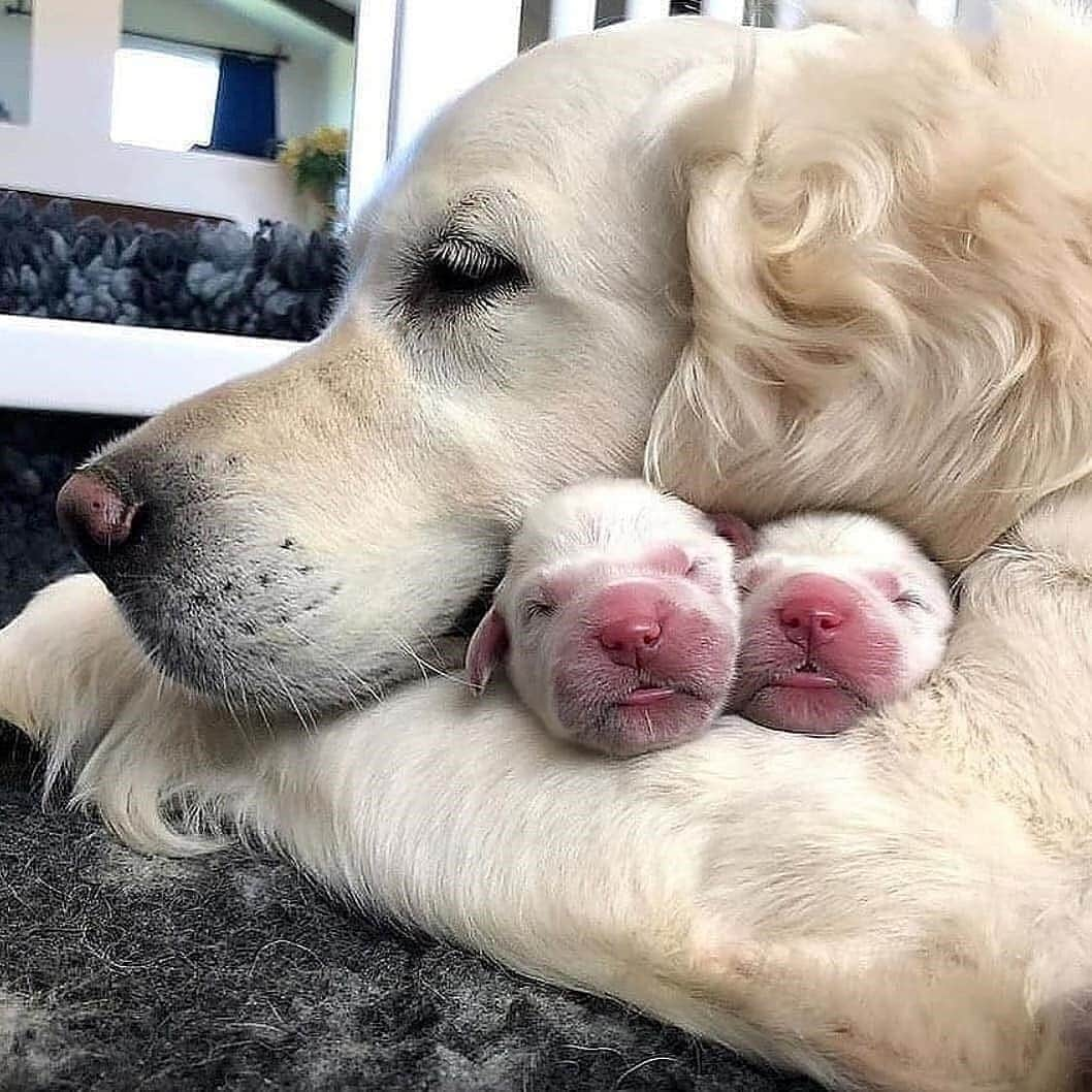 Padgramさんのインスタグラム写真 - (PadgramInstagram)「Too cute🥺♥️ ----------- Credits to 📸 :  @nicholberrygoldens ----------- #pgdaily #pgstar#pgcounty #dogs #planetgo#planet #planetearth #amazing #cute #cutedogs」10月22日 7時42分 - planet.go