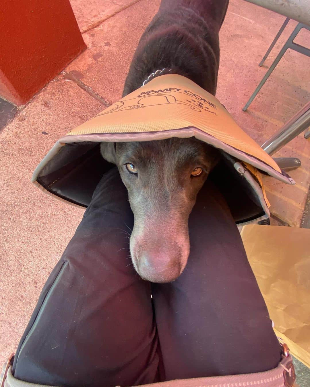 トム・フェルトンさんのインスタグラム写真 - (トム・フェルトンInstagram)「ok it’s comfier than the last cone but I still look ridiculous. Pls dad , peoples are staring x」10月22日 7時53分 - t22felton