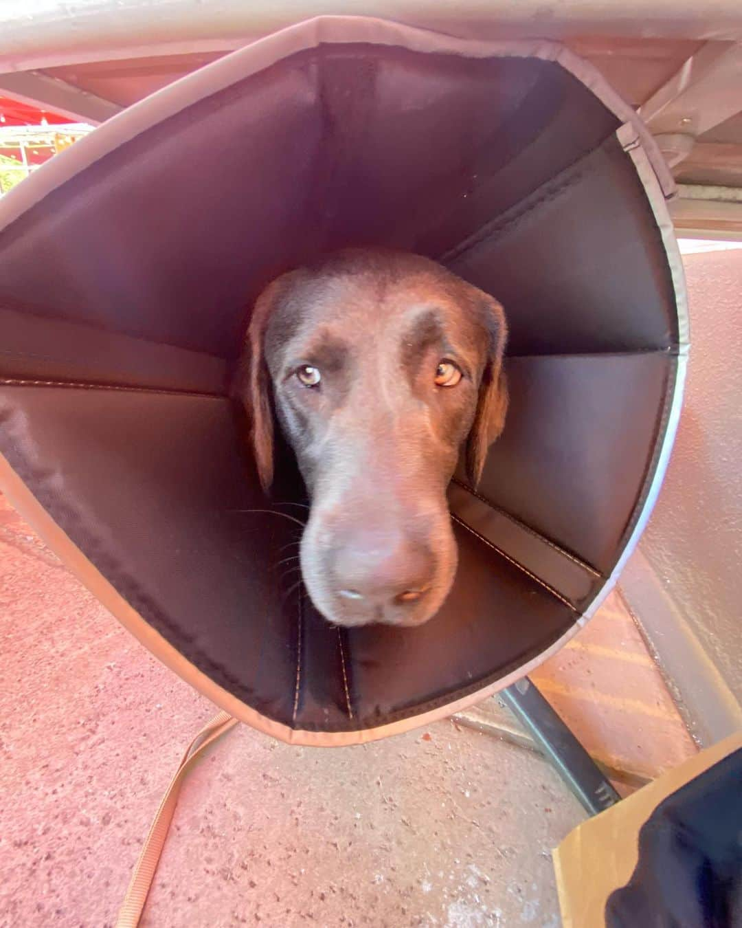 トム・フェルトンさんのインスタグラム写真 - (トム・フェルトンInstagram)「ok it’s comfier than the last cone but I still look ridiculous. Pls dad , peoples are staring x」10月22日 7時53分 - t22felton