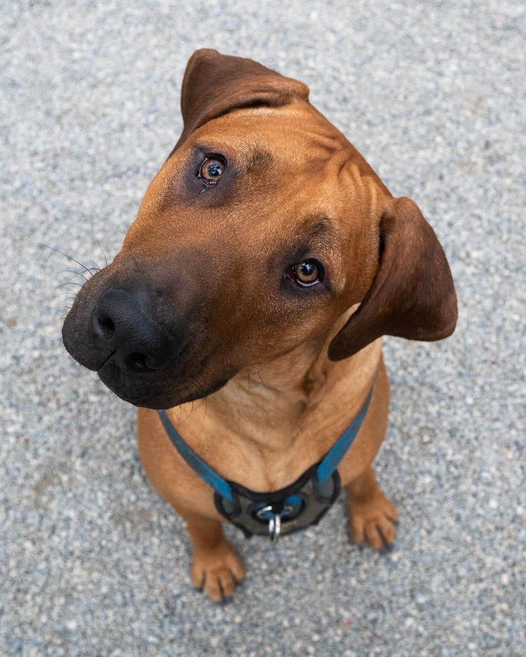 The Dogistさんのインスタグラム写真 - (The DogistInstagram)「Bowie, Rhodesian Ridgeback (10 m/o), Madison Square Park, New York, NY • “He’s  known to make Chewbacca noises.”」10月22日 7時51分 - thedogist