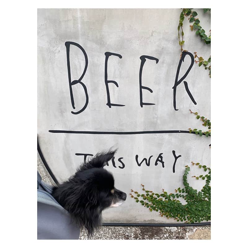 市橋有里さんのインスタグラム写真 - (市橋有里Instagram)「テラスご飯☻ あちーっ💦てなったけど、 この季節のお外ご飯は気持ち良い ・ #おそとごはん  #テラスごはん #dogstagram  #doglover #beerlover」10月22日 8時16分 - ariichihashi