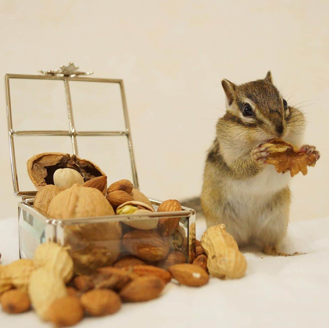 ビッケ & トッドさんのインスタグラム写真 - (ビッケ & トッドInstagram)「#Tod Happy National Nut Day!!   今日はナッツの日‼︎ 来年のカレンダーにはこちらの日も記載しています🥜  #カレンダー予約受付中  #chipmunk #シマリス #リス #nationalnutday」10月22日 8時33分 - bikke_the_chip