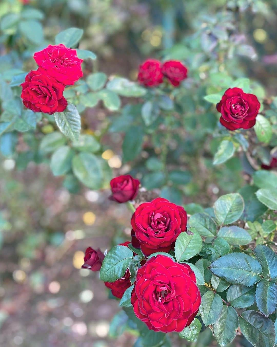 石橋美希さんのインスタグラム写真 - (石橋美希Instagram)「花巻温泉のバラ園へ🥀  ちょうど秋のバラが見頃を迎えていて、 とてもキレイでした☺️  園内には世界各国、450種類以上の バラが植えられているそう💁‍♀️  花好きにはたまらない空間で、 1人で1時間じっくりかけて楽しんできました😌💫  園内はふんわりとバラの香りが漂っていて 癒されましたよ〜🥀  また来年もきれいなバラを 咲かせてくれますように😌🍃  #花巻温泉 #バラ #秋バラ #flowers  #岩手 #めんこいテレビ #アナウンサー #石橋美希」10月21日 23時52分 - miki_ishibashi_mit