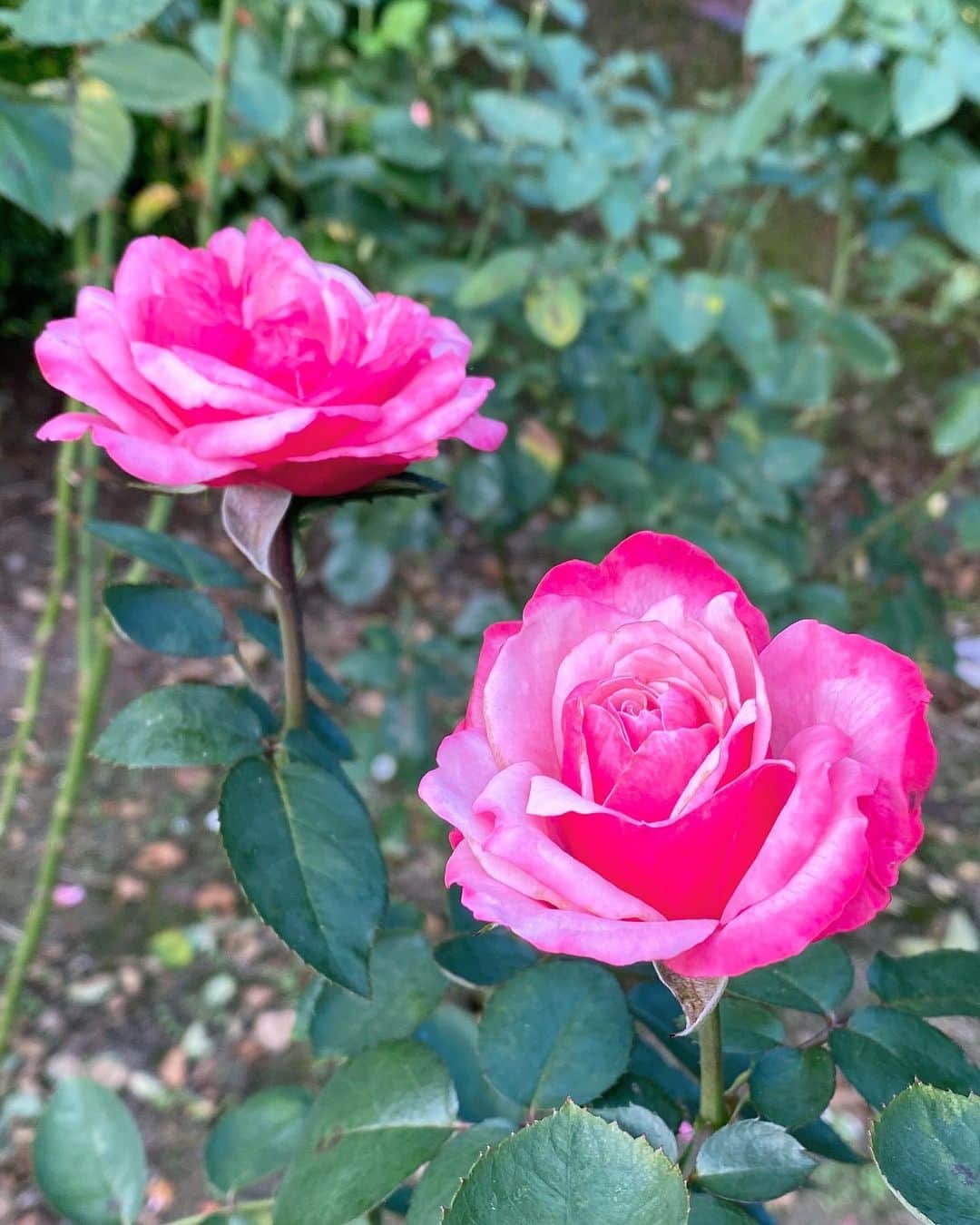 石橋美希のグルメインスタ