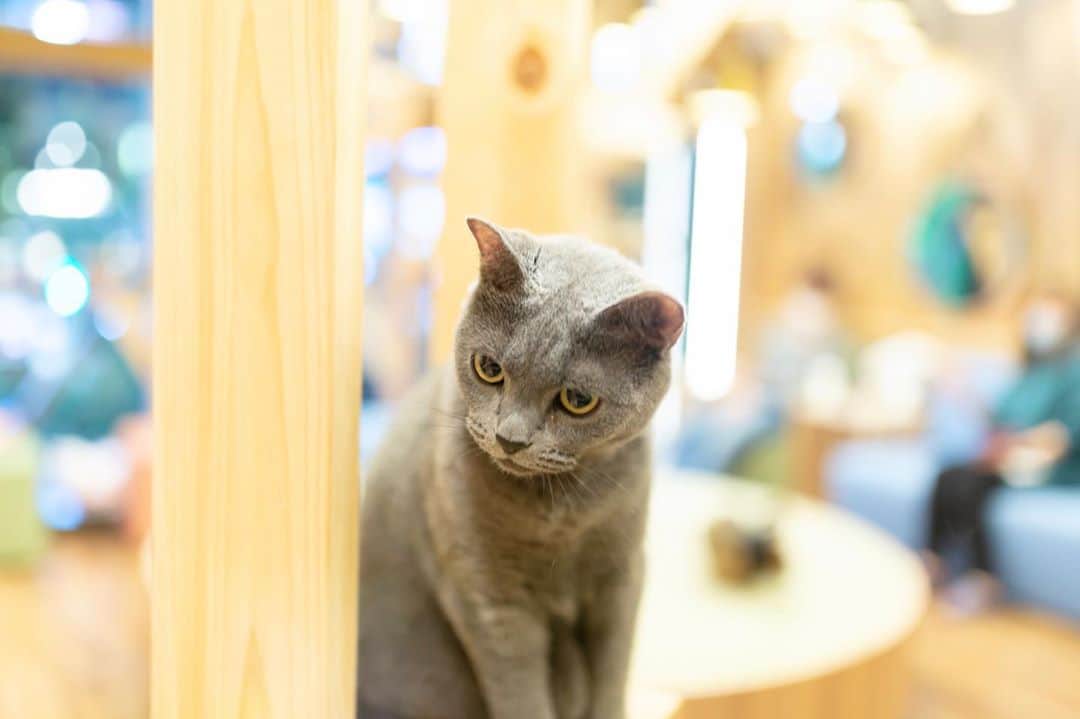 大黒由貴のインスタグラム：「ㅤㅤㅤㅤㅤㅤㅤㅤㅤㅤㅤㅤㅤ ご無沙汰しております😊 #猫カフェmocha 秋葉原店いってきました❤️  ねこちゃんみんなかわいくて ここに住みたいです🐈❤️ ㅤㅤㅤㅤㅤㅤㅤㅤㅤㅤㅤㅤㅤ　 猫飼いたいなぁ😫❤️ ㅤㅤㅤㅤㅤㅤㅤㅤㅤㅤㅤㅤㅤ  #猫カフェmocha秋葉原店#mochaはまち#mochaミント#mochaぶり#mochaですごすひととき #猫カフェ#カメラ女子#catstagram」