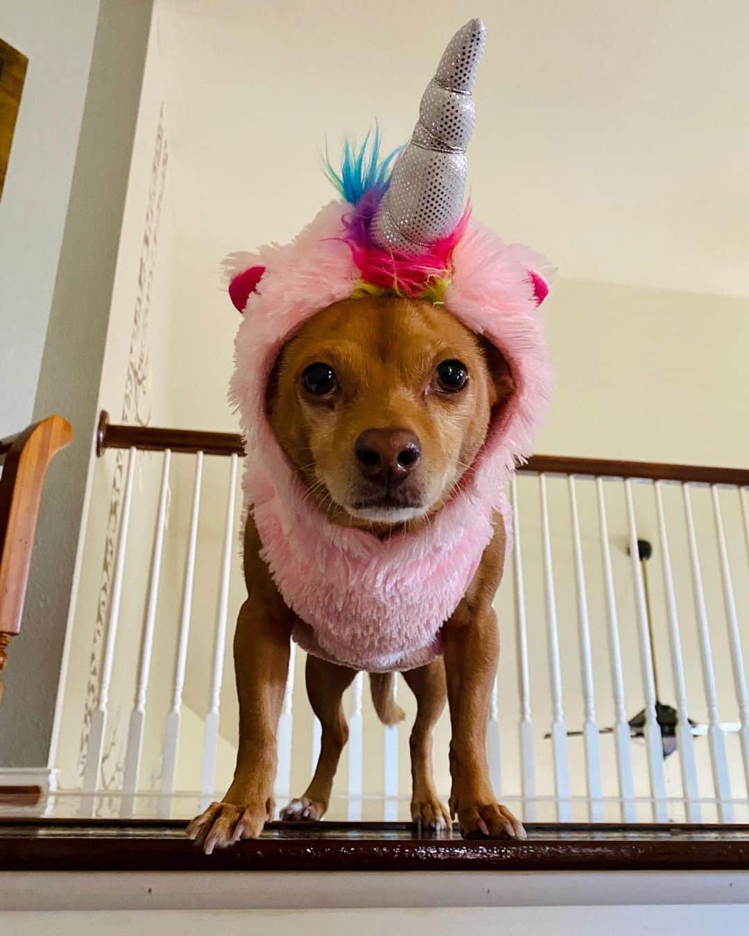 Victoria's Secret PINKさんのインスタグラム写真 - (Victoria's Secret PINKInstagram)「Crush of the week: Happy Halloween! No tricks here, just treats: Swipe to see our Campus Rep’s furry friends showing off their paw-some costumes! We think they look SPOOKTACULAR🎃」10月22日 0時10分 - vspink