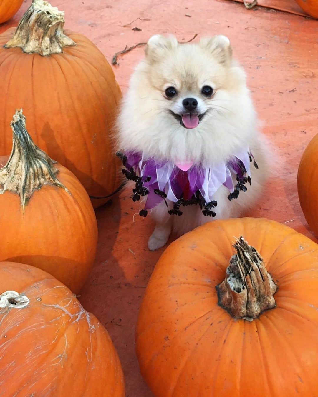 Victoria's Secret PINKさんのインスタグラム写真 - (Victoria's Secret PINKInstagram)「Crush of the week: Happy Halloween! No tricks here, just treats: Swipe to see our Campus Rep’s furry friends showing off their paw-some costumes! We think they look SPOOKTACULAR🎃」10月22日 0時10分 - vspink