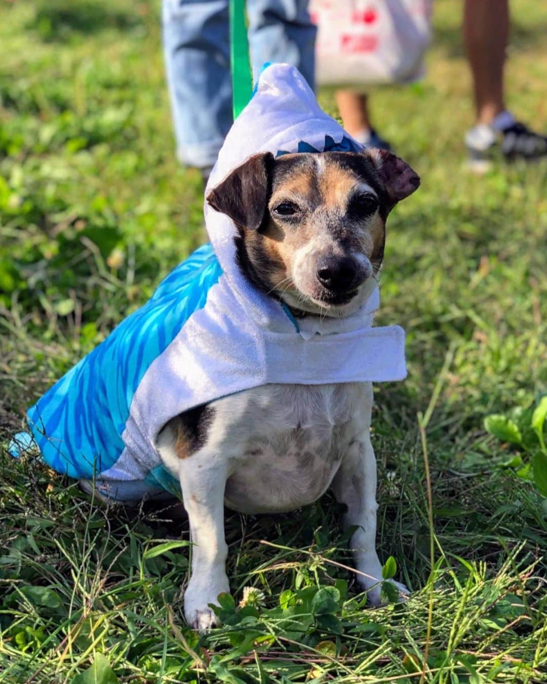 Victoria's Secret PINKさんのインスタグラム写真 - (Victoria's Secret PINKInstagram)「Crush of the week: Happy Halloween! No tricks here, just treats: Swipe to see our Campus Rep’s furry friends showing off their paw-some costumes! We think they look SPOOKTACULAR🎃」10月22日 0時10分 - vspink