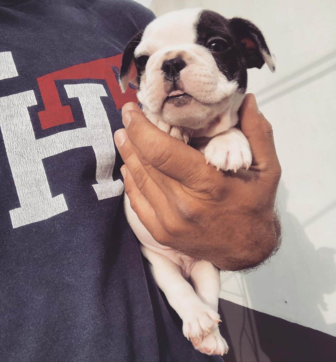 のインスタグラム：「Too cute to handle ♥️ #frenchbulldog #bulldog #frenchies1」