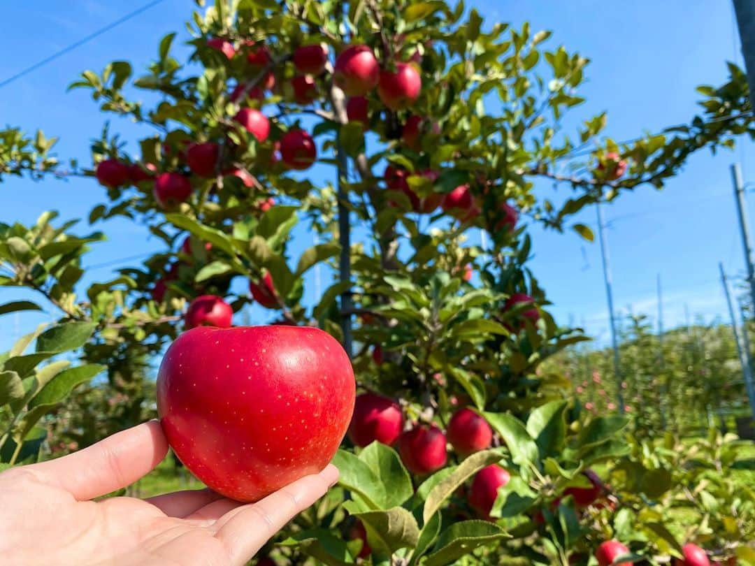 服部未佳さんのインスタグラム写真 - (服部未佳Instagram)「はぁ、、りんごって本当にかわいい。 こんなに色鮮やか🍎🍏 写真をたくさん撮りました✌️ 岩木山も綺麗です🍁 #りんご農家さんありがとう  #りんご #岩木山 #青森ありがとう」10月22日 0時17分 - mikahattori_aba
