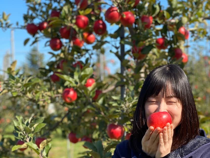 服部未佳さんのインスタグラム写真 - (服部未佳Instagram)「はぁ、、りんごって本当にかわいい。 こんなに色鮮やか🍎🍏 写真をたくさん撮りました✌️ 岩木山も綺麗です🍁 #りんご農家さんありがとう  #りんご #岩木山 #青森ありがとう」10月22日 0時17分 - mikahattori_aba