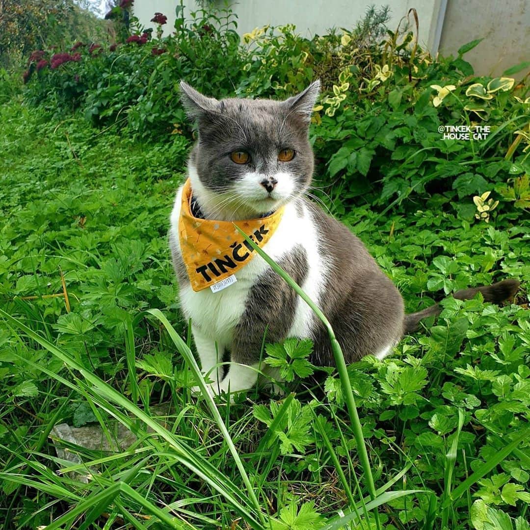 CatStockerさんのインスタグラム写真 - (CatStockerInstagram)「Hello! #catstocker is here!  Follow our FURRriend @tincek_the_house_cat  Swipe for more pictures 👉  . . . . . . . #cat #neko #mačka #chat #котка #kotek #kot #кіт #mače #кошка #кот #katze #gato #gatto #kissa #子猫 #猫 #고양이 #貓 #kedi #köttur #kissanpentu #חתול #кішка #子猫 #kittens #小猫 #kätzchen #котята」10月22日 0時59分 - catstocker