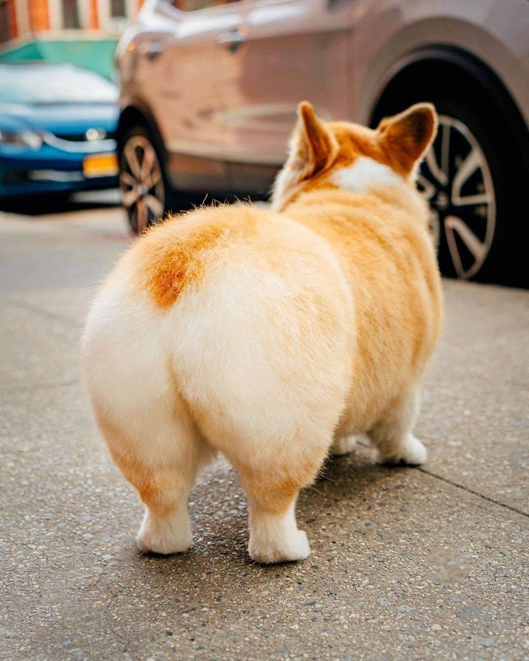 8crapさんのインスタグラム写真 - (8crapInstagram)「Just fluffy and pawfect 🍑 - 📷 @madmax_fluffyroad - #barked #dog #doggo #Corgi」10月22日 1時00分 - barked