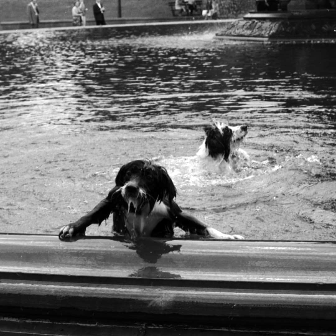 lifeさんのインスタグラム写真 - (lifeInstagram)「Two intrepid dogs enjoy a dip in Central Park's Bethesda Fountain, 1961. For more photos of a perfect day in Manhattan's largest green space, see the link in bio. (📷Leonard McCombe/LIFE Picture Collection) #wildLIFEWednesday #centralpark #swimmingdogs #1960s #bethesdafountain」10月22日 1時14分 - life
