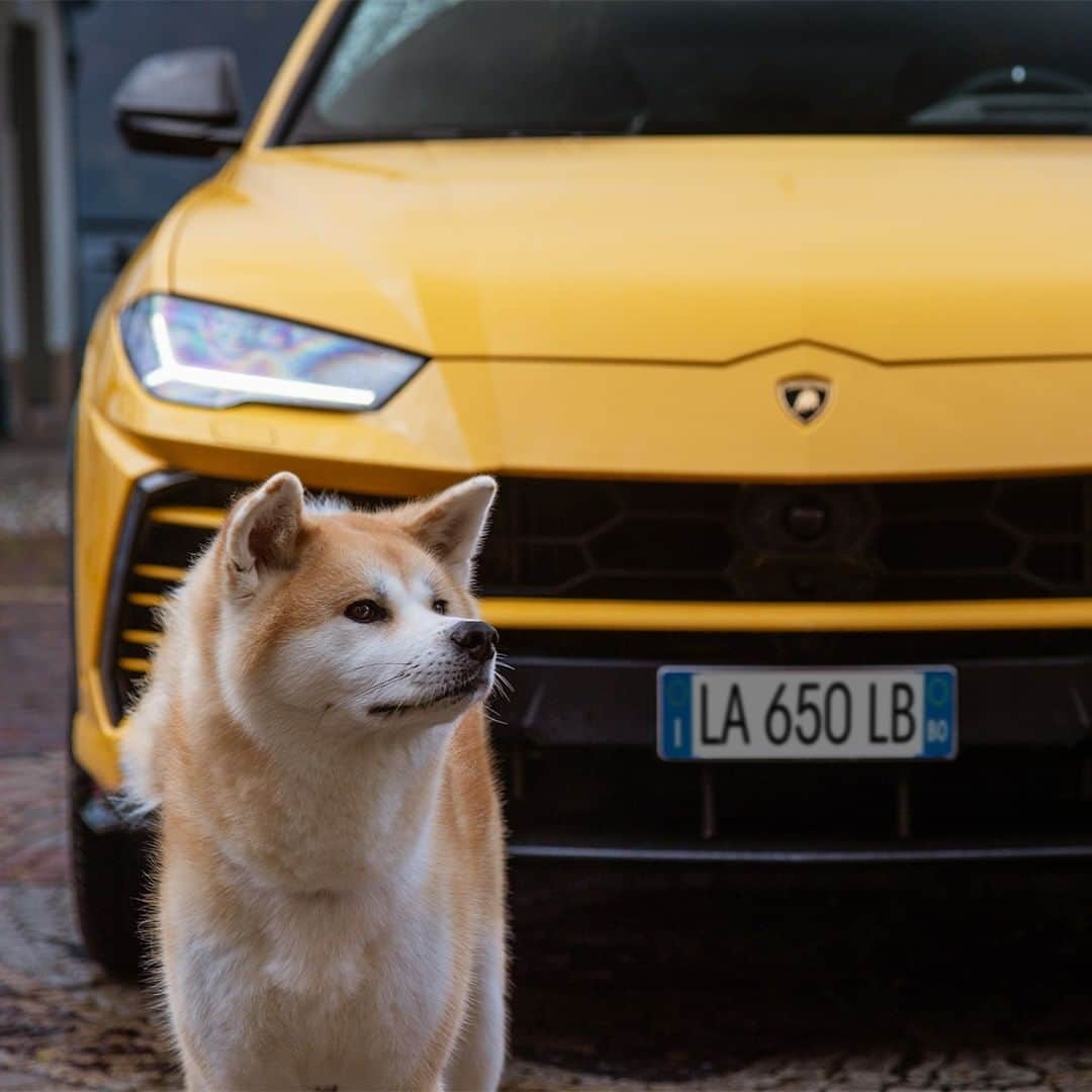 ランボルギーニのインスタグラム：「Our furry friends love adventures; Urus was built to face them all. They stop at nothing, not even a rainy day.  #Lamborghini #Urus #UnlockAnyRoad」