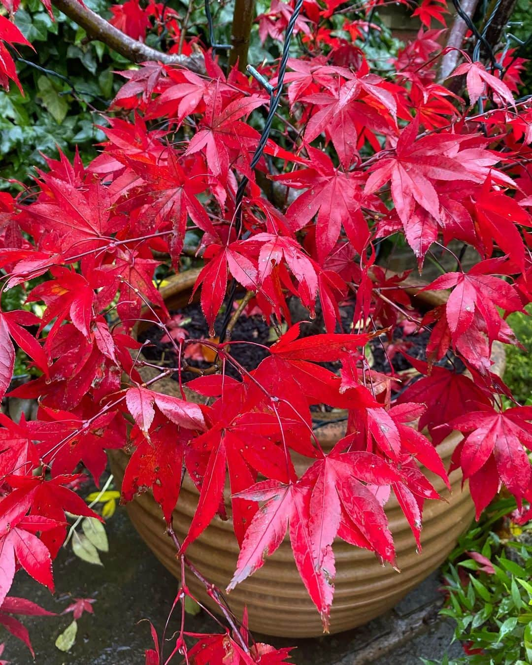 サム・スミスさんのインスタグラム写真 - (サム・スミスInstagram)「Just took these and had to share. Feels like I’m seeing autumn for the first time this year. So pretty x」10月22日 1時28分 - samsmith