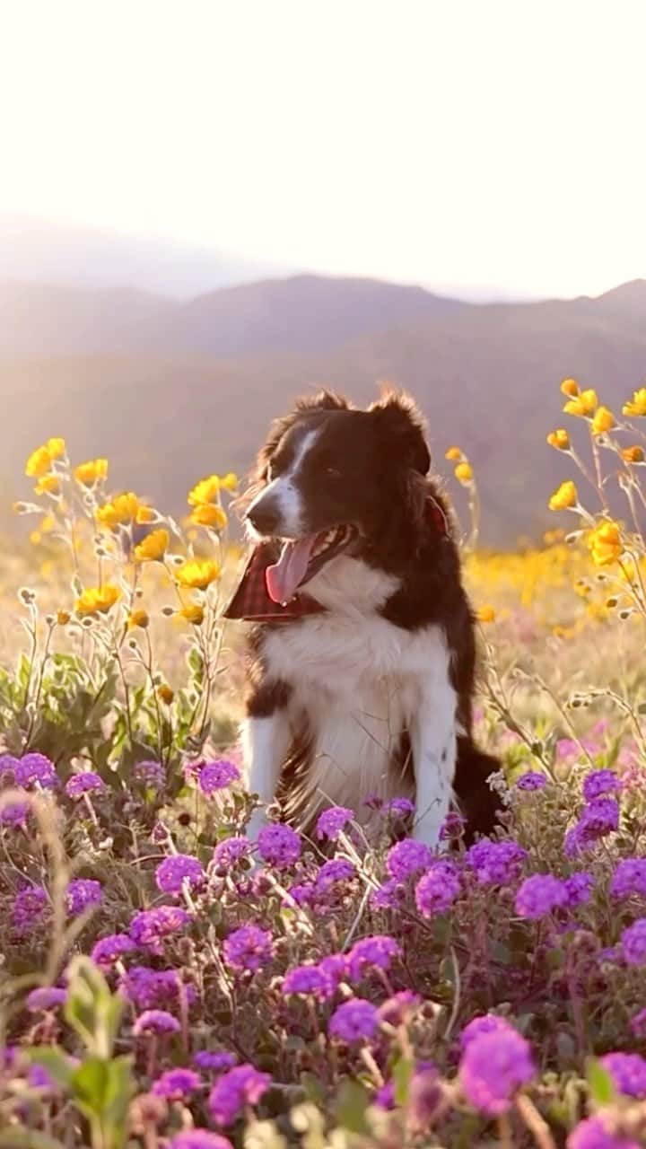 Andrew Knappのインスタグラム：「Anza Borrego superbloom snaggletooth. #mօmomeditations」