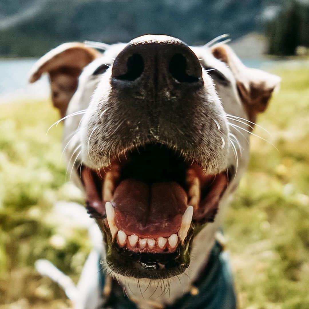 Subaru of Americaさんのインスタグラム写真 - (Subaru of AmericaInstagram)「All smiles because tomorrow is National #MakeADogsDay! Comment what makes your dog smile & what you plan on doing special for them 🐶💙.   (📸 1&5: @ournorthernworld, 3: @freckles.and.fur, 2&6: @theherdsquad, 4&7: @thehikinghuskies )」10月22日 1時33分 - subaru_usa
