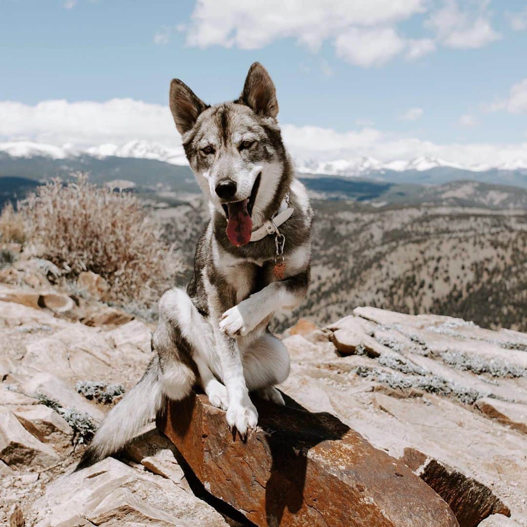 のインスタグラム：「All smiles because tomorrow is National #MakeADogsDay! Comment what makes your dog smile & what you plan on doing special for them 🐶💙.   (📸 1&5: @ournorthernworld, 3: @freckles.and.fur, 2&6: @theherdsquad, 4&7: @thehikinghuskies )」