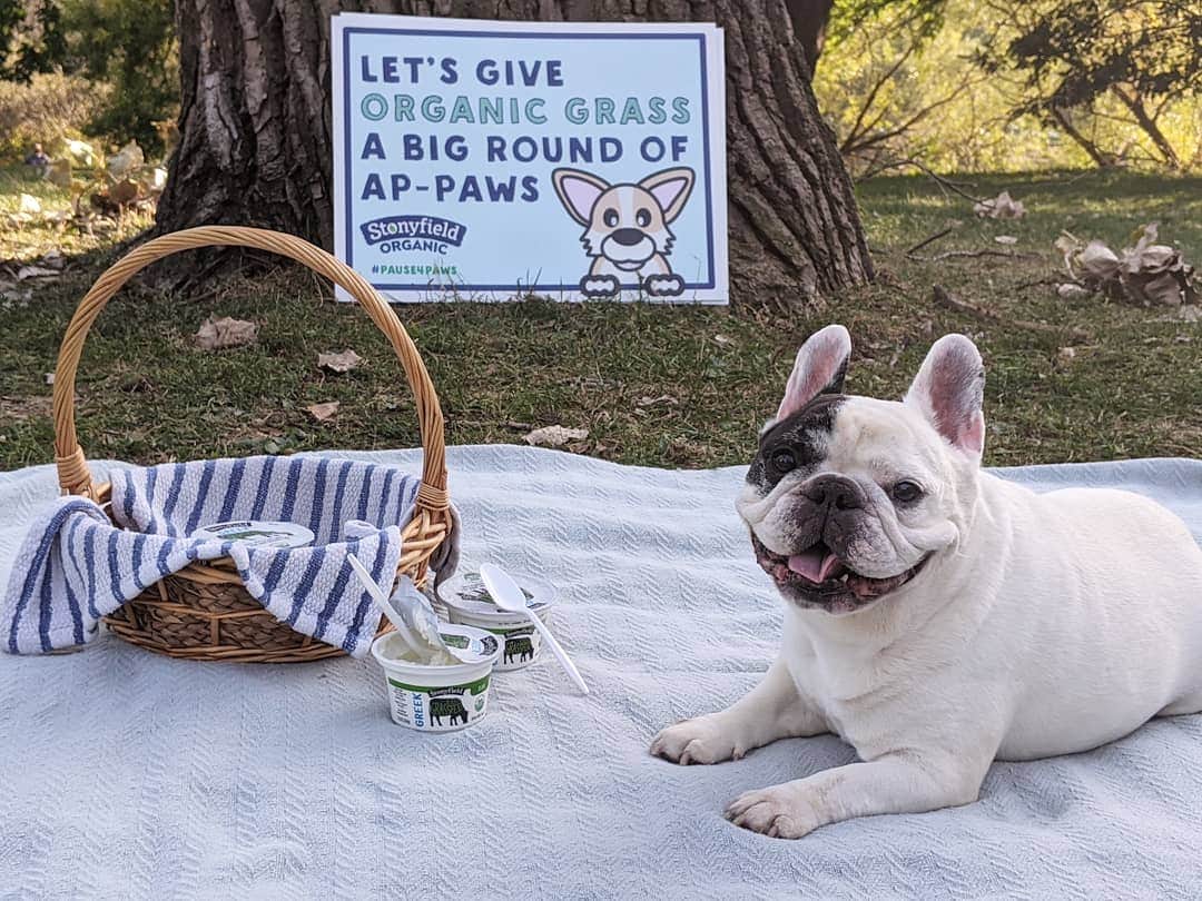 Manny The Frenchieさんのインスタグラム写真 - (Manny The FrenchieInstagram)「Fall is my favorite season to be outside and play in the grass! It's National #PetWellness Month and there's no better time to raise awareness about harmful pesticides in parks and on lawns. 58% of pet owners were not aware that most public parks are treated with harmful pesticides, and @Stonyfield is on a mission to bring organic maintenance to parks across the country with its #PlayFree initiative.    Right now you can enter @Stonyfield #Pause4Paws sweepstakes for a chance to win some pawsome prizes! Simply post a photo of your pet tagging both Stonyfield and #Pause4Paws! #goodonpurpose」10月22日 2時04分 - manny_the_frenchie
