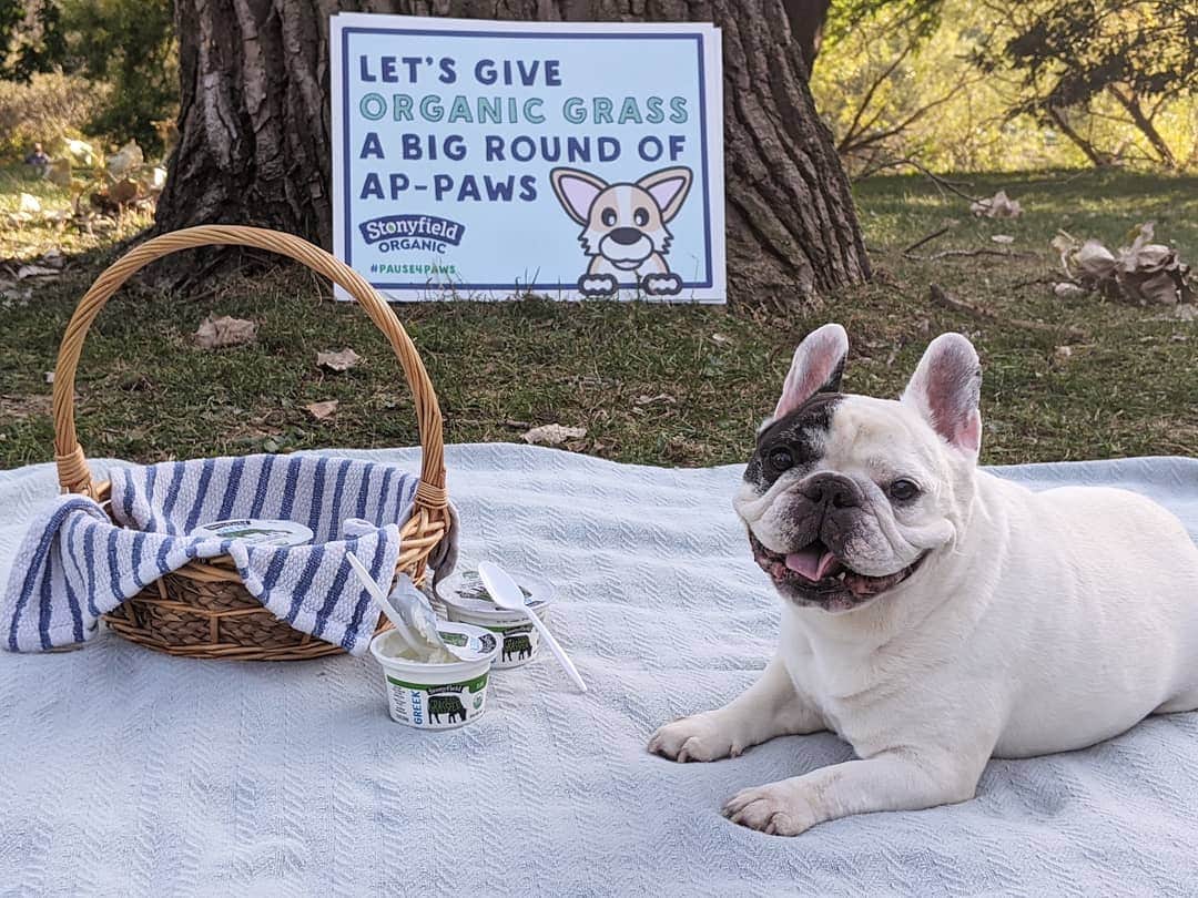 Manny The Frenchieのインスタグラム：「Fall is my favorite season to be outside and play in the grass! It's National #PetWellness Month and there's no better time to raise awareness about harmful pesticides in parks and on lawns. 58% of pet owners were not aware that most public parks are treated with harmful pesticides, and @Stonyfield is on a mission to bring organic maintenance to parks across the country with its #PlayFree initiative.    Right now you can enter @Stonyfield #Pause4Paws sweepstakes for a chance to win some pawsome prizes! Simply post a photo of your pet tagging both Stonyfield and #Pause4Paws! #goodonpurpose」