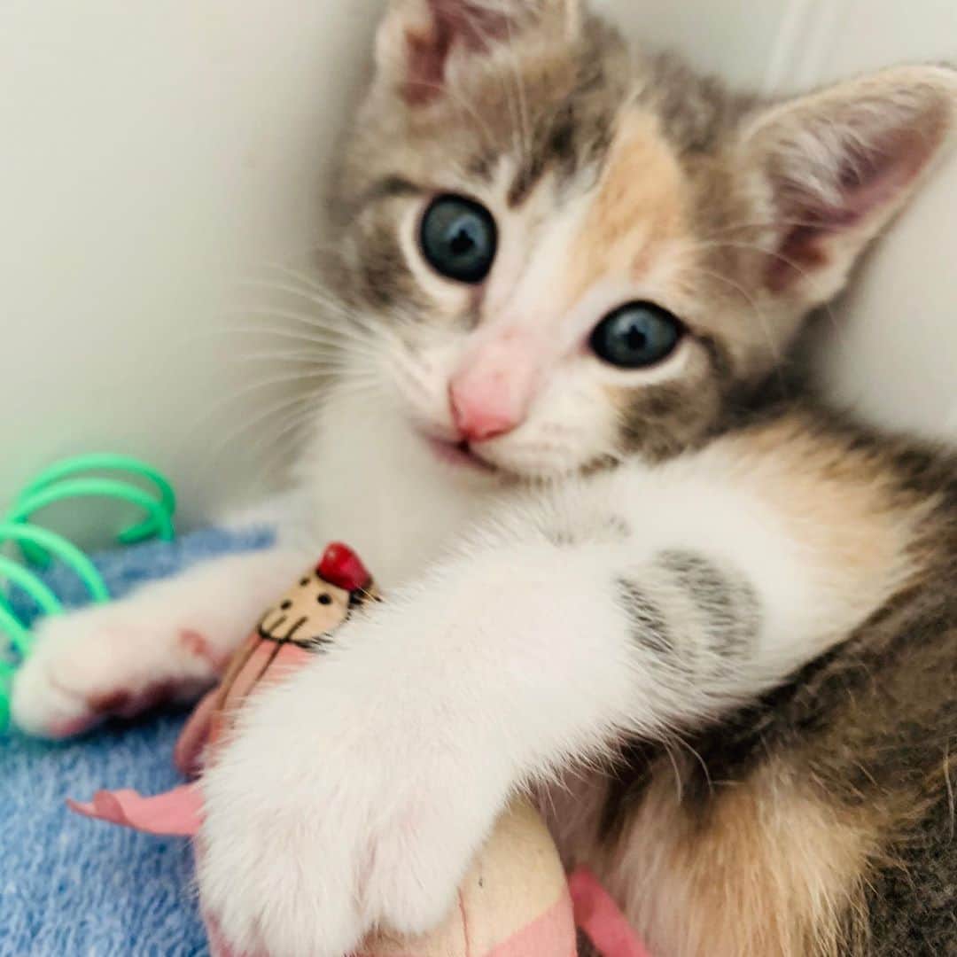 マギー・グレイスのインスタグラム：「🌞This Doomscrolling Break is brought to you by my neighbor’s litter of kittens! Yes: sweet, innocent kittens are still a thing, even in 2020. (But if you like kittens - please double check you’re registered to vote !)」