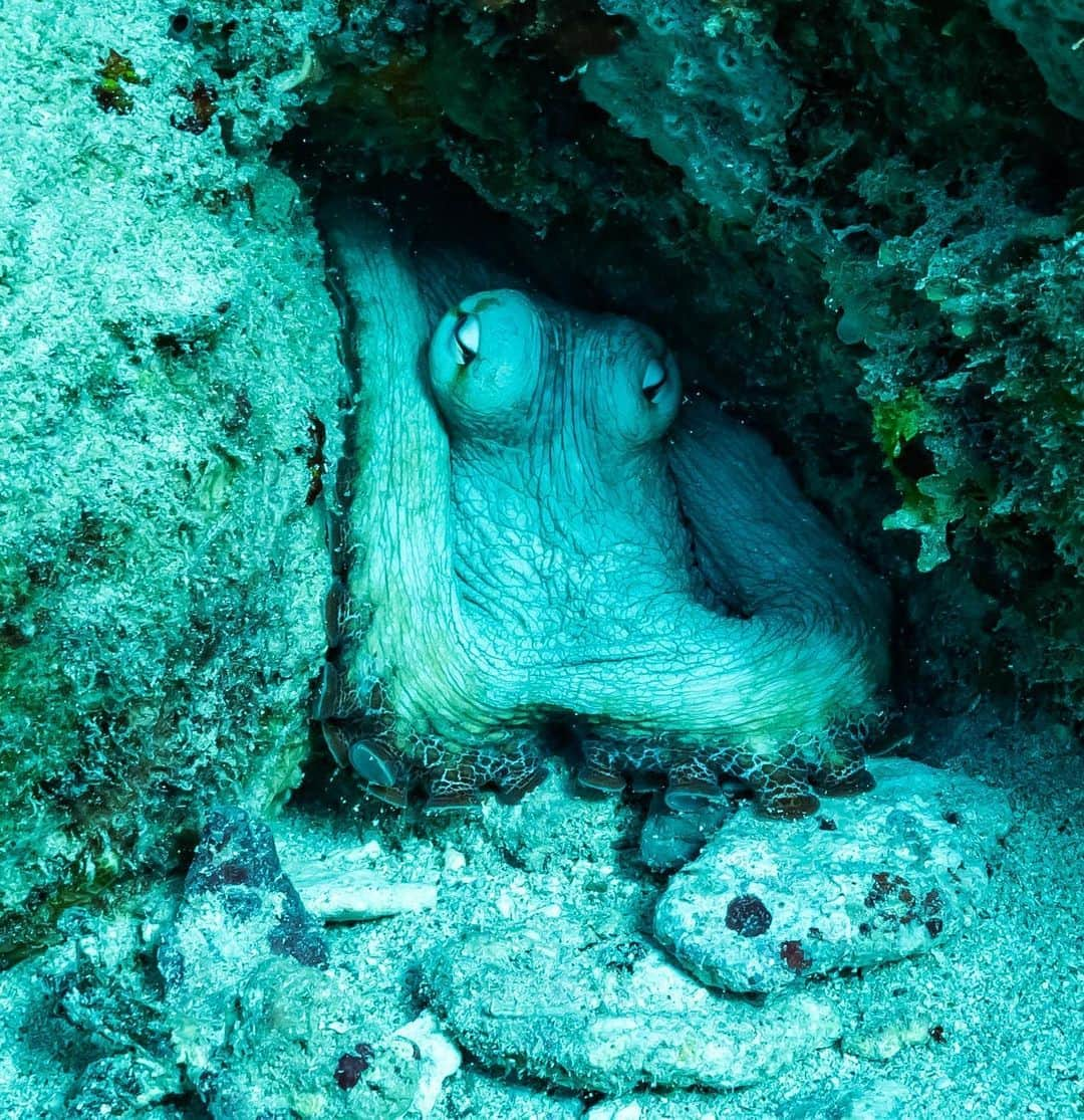 thephotosocietyさんのインスタグラム写真 - (thephotosocietyInstagram)「Photo by Pete McBride @pedromcbride / Octopus's Garden: After seeing the documentary about a man’s year-long learning experience with a wild octopus, I happened to encounter one of these remarkably intelligent creatures the next day.  Aside from their famous camouflaging abilities, including matching the color and texture of their environment and using black ink to cloak their escape, octopuses have hundreds of suckers along their eight arms. Each sucker individually aids with touch and smell thanks to thousands of neurons, which act like a brain in their arms. For more wild places, follow @pedromcbride. #antigua #diving #underwater #octopus #ocean #wildlife #seacreatures」10月22日 2時48分 - thephotosociety