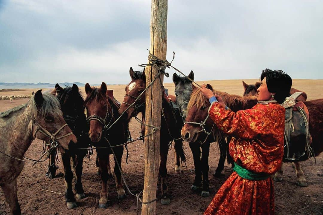 Michael Yamashitaさんのインスタグラム写真 - (Michael YamashitaInstagram)「A  family of Mongolian cowboys I photographed during the annual spring roundup near Shangdu, the ancient site of Xanadu, Kublai Khan’s summer palace immortalized by a a Samuel Taylor Coleridge poem. They wield looped bamboo poles (urga )to lasso the horses and bring them to the ground by their tails for inoculation and branding, the same tools and techniques used by their ancestors centuries ago. They are descendants of the marauding Mongolian nomads the Great Wall was built to keep out.  In 1279 , Mongols under Kublai Khan, grandson of Genghis Khan, established the Yuan Dynasty and conquered all of China. #innermongolia #mongol #mongolia #mongolian #mongolianhorse」10月22日 3時17分 - yamashitaphoto