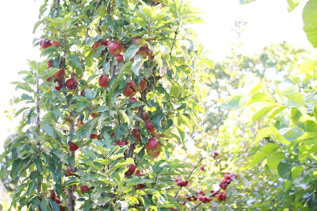 樋口智恵子さんのインスタグラム写真 - (樋口智恵子Instagram)「Harvest season in my little farm🍎🍇I baked an apple crumble🍎🥣🍨😋 . . . . 母が牧場に植えたリンゴの木にたくさん実がつきました🍎小ぶりだけれど酸味と甘味のバランスがとても良く美味しい！ . オーブンのあたたかさが心地よい季節🍂ブルーベリーも摘んできてクランブルを作りました。サクサクのクランブルと甘酸っぱいリンゴとベリーのフィリング、そして焼きたて熱々にバニラアイス！秋のデザートを満喫しました😋 . . . . #crumble #applecrumble #harvest #hokkaido #applepicking #北海道 #田舎暮らし #実りの秋 #リンゴ狩り #アップルクランブル #お菓子作り」10月22日 9時00分 - chieko_higuchi