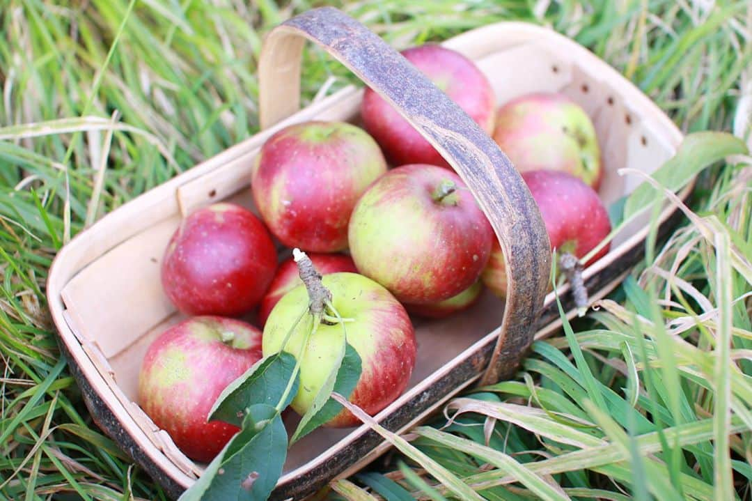 樋口智恵子のインスタグラム：「Harvest season in my little farm🍎🍇I baked an apple crumble🍎🥣🍨😋 . . . . 母が牧場に植えたリンゴの木にたくさん実がつきました🍎小ぶりだけれど酸味と甘味のバランスがとても良く美味しい！ . オーブンのあたたかさが心地よい季節🍂ブルーベリーも摘んできてクランブルを作りました。サクサクのクランブルと甘酸っぱいリンゴとベリーのフィリング、そして焼きたて熱々にバニラアイス！秋のデザートを満喫しました😋 . . . . #crumble #applecrumble #harvest #hokkaido #applepicking #北海道 #田舎暮らし #実りの秋 #リンゴ狩り #アップルクランブル #お菓子作り」