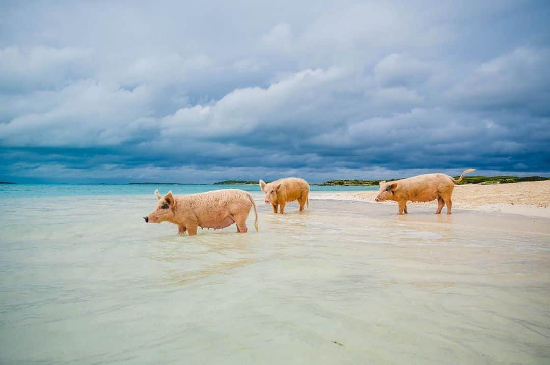 NikonUSAさんのインスタグラム写真 - (NikonUSAInstagram)「📍🇧🇸 When you go to the Bahamas, you visit the pigs 🐷 and you come back with photos like this (if you bring a polarizer to make the blues pop). Tap the link in our bio for Episode 4 of Around the World with Taylor Jackson, Presented by Nikon – if not for the photo tips, then for the adorable swimming pigs!  📸: @TaylorJackson from his trip in 2019 with the #Z6 and #NIKKORZ 24-70mm  #wanderlust #wanderlustwednesday #travel #travelphotography #bahamas #bahamaslife #mirrorless」10月22日 3時45分 - nikonusa