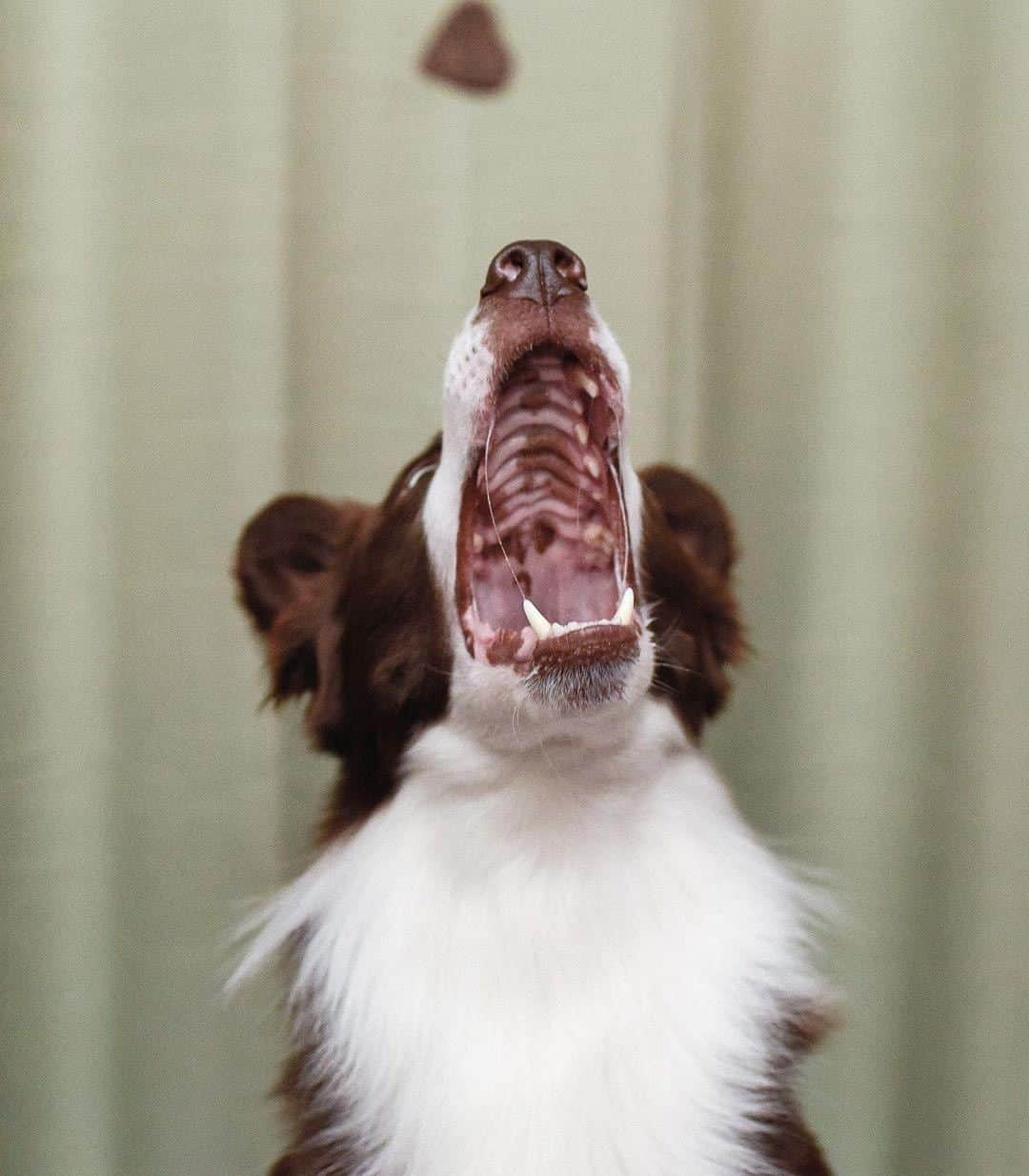 8crapさんのインスタグラム写真 - (8crapInstagram)「When hooman throws a treat at you - 📷 @kelly_bove - #barked #dog #doggo #BorderCollie #BorderCollies」10月22日 5時00分 - barked