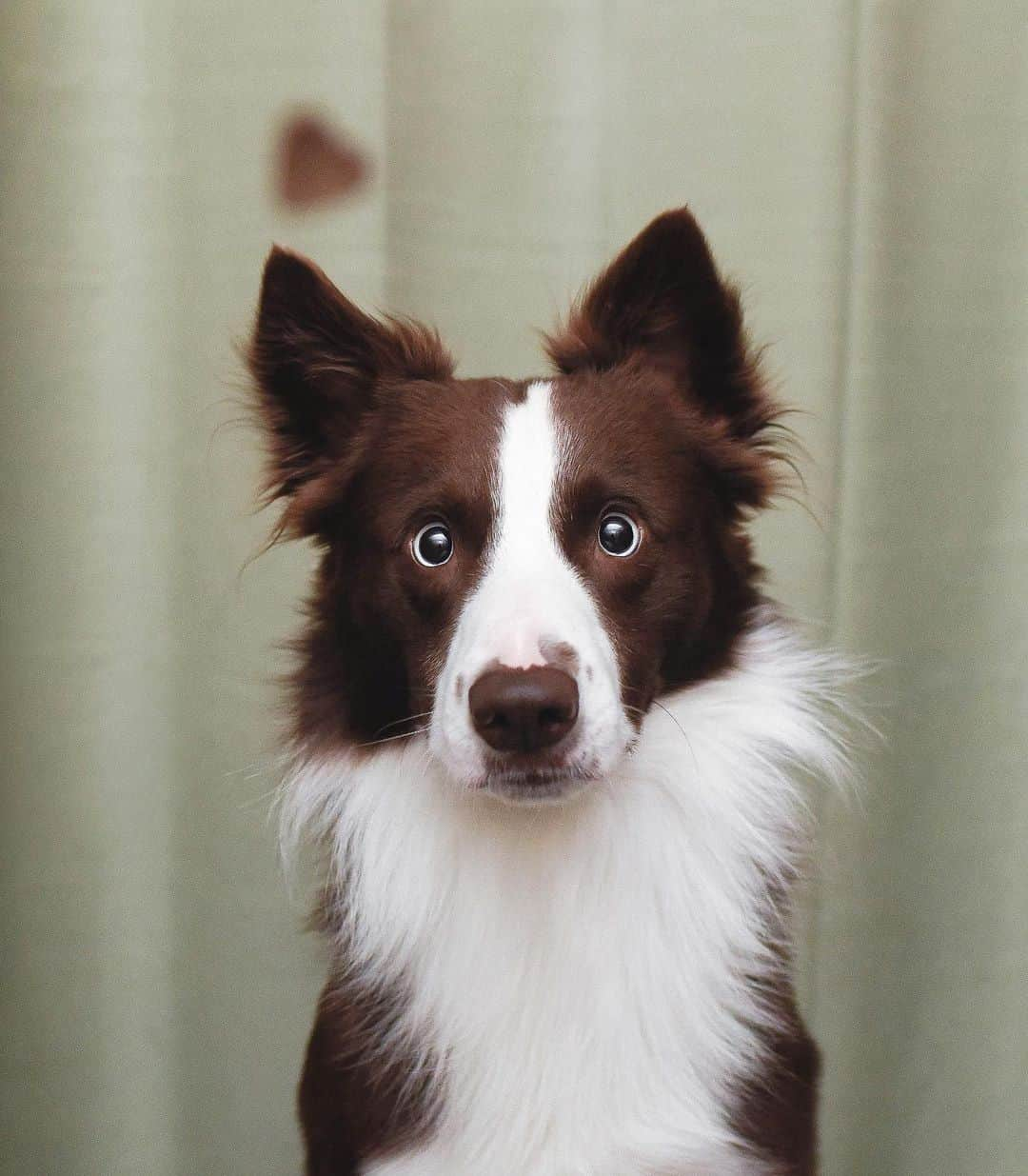 8crapさんのインスタグラム写真 - (8crapInstagram)「When hooman throws a treat at you - 📷 @kelly_bove - #barked #dog #doggo #BorderCollie #BorderCollies」10月22日 5時00分 - barked