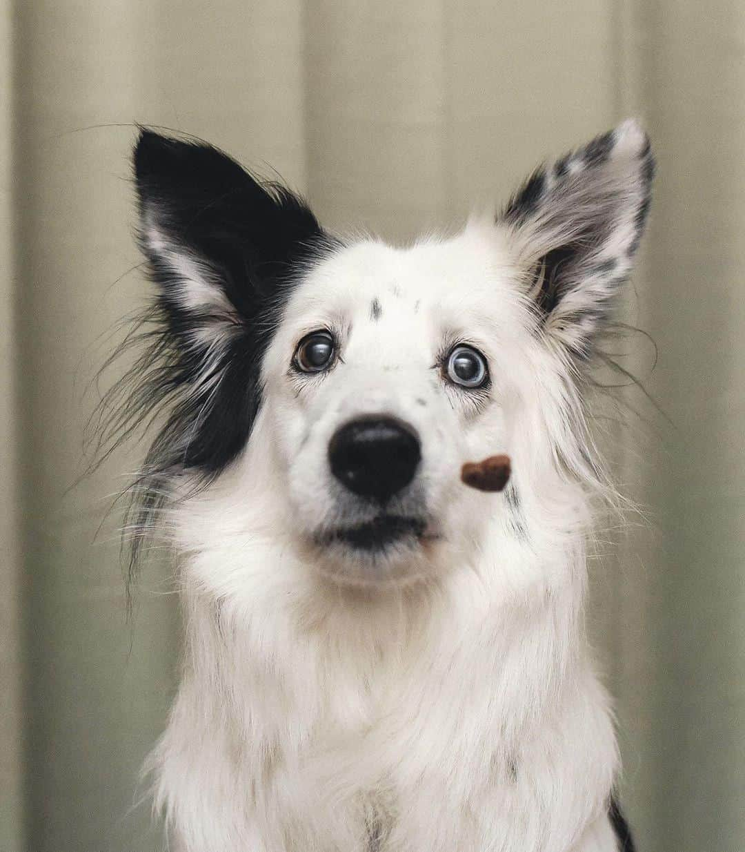 8crapさんのインスタグラム写真 - (8crapInstagram)「When hooman throws a treat at you - 📷 @kelly_bove - #barked #dog #doggo #BorderCollie #BorderCollies」10月22日 5時00分 - barked