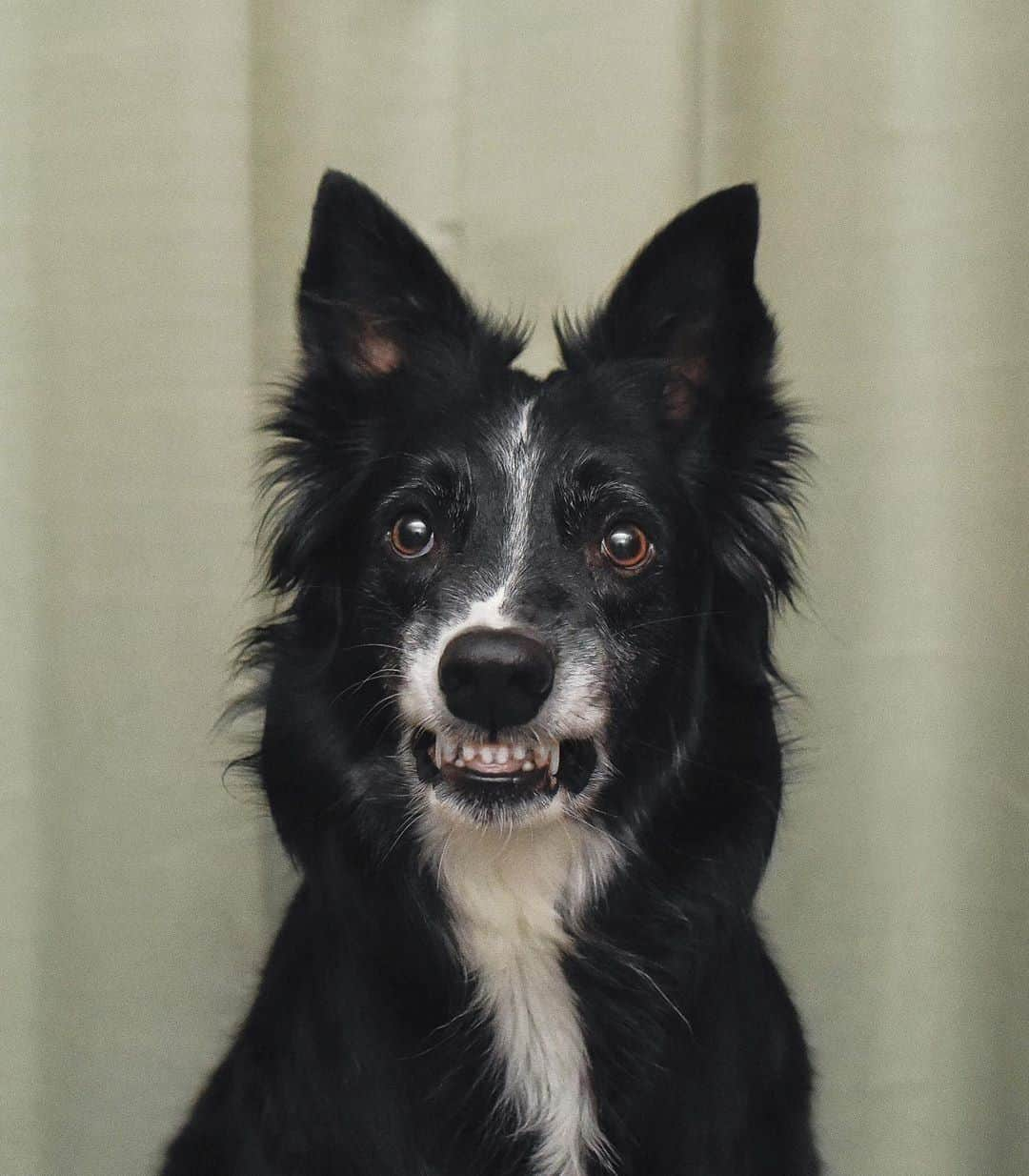 8crapさんのインスタグラム写真 - (8crapInstagram)「When hooman throws a treat at you - 📷 @kelly_bove - #barked #dog #doggo #BorderCollie #BorderCollies」10月22日 5時00分 - barked