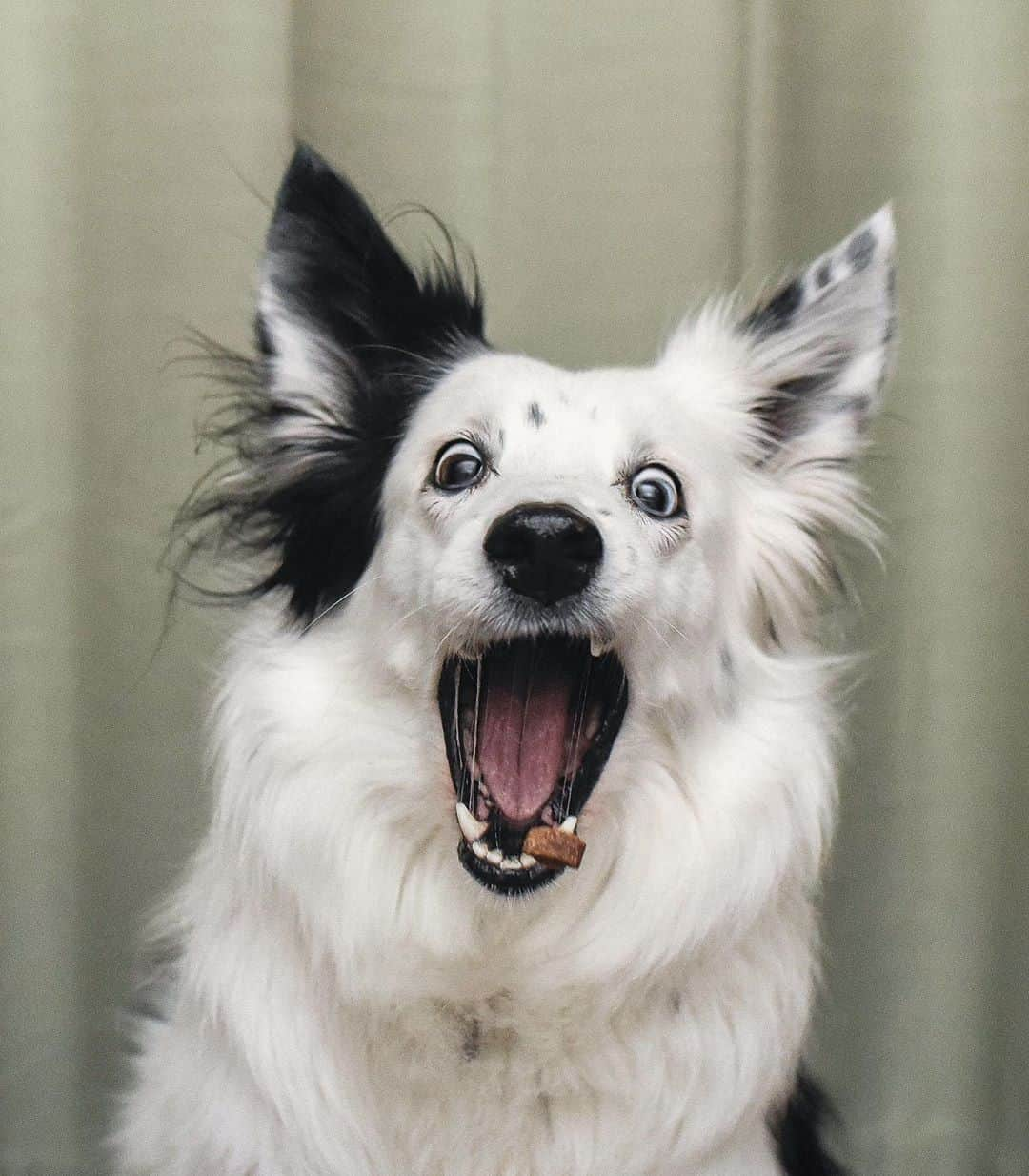 8crapさんのインスタグラム写真 - (8crapInstagram)「When hooman throws a treat at you - 📷 @kelly_bove - #barked #dog #doggo #BorderCollie #BorderCollies」10月22日 5時00分 - barked