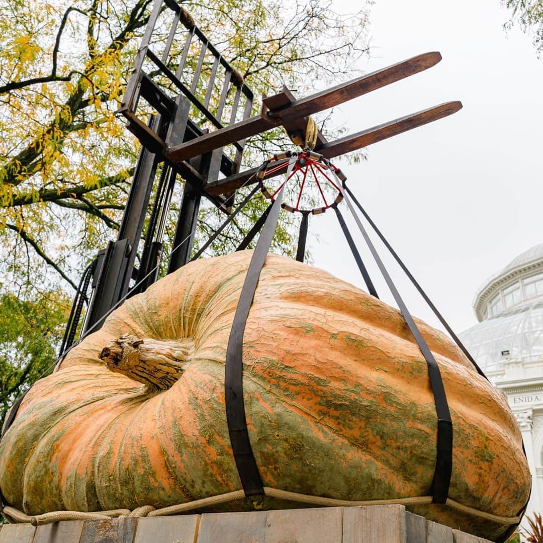 ニューヨーク植物園のインスタグラム：「At over 2,000 pounds each, 2020's giant pumpkins live up to their name!  . Our friends at the Great Pumpkin Commonwealth have once again brought some of the world's largest to NYBG this week, and moving them into place is no simple feat. Stay tuned for our reveal of these massive cucurbits in the Garden, and make time to visit them in person for Giant Pumpkin Weekend, kicking off this Saturday, October 24. . #plantlove #AllInNYC」
