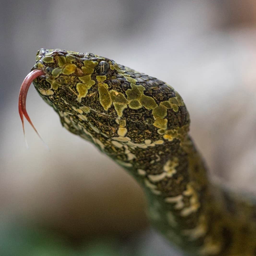 San Diego Zooさんのインスタグラム写真 - (San Diego ZooInstagram)「With its cryptic coloration of emerald green and brown, the Mang Mountain pit viper seems to disappear into the foliage of its temperate rain forest habitat, in the mountains of China’s Hunan Province. The wild population is estimated at only 300-500, and their range covers less than 19 miles. Deforestation, as well as habitat alteration has had a major impact on this species. #ReptileConservation #snakestagram #SnakesOfInstagram #SanDiegoZoo」10月22日 5時39分 - sandiegozoo