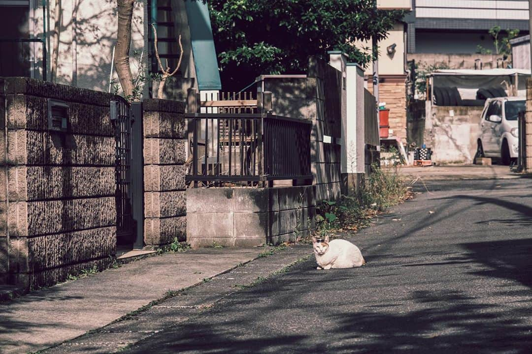 高田雄一さんのインスタグラム写真 - (高田雄一Instagram)「題  「レッツラニャンタコス」  フジ16-80  #市川市第四光画部」10月22日 5時51分 - takadametal