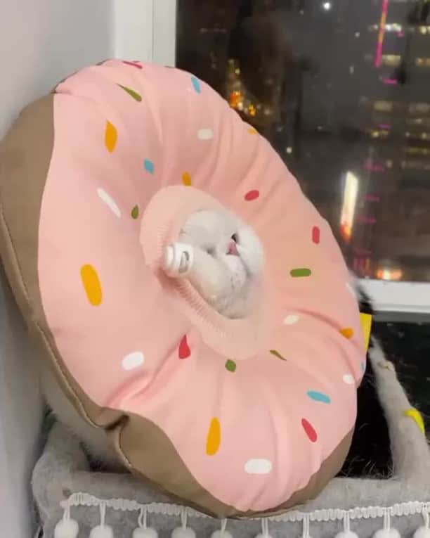 のインスタグラム：「JM9 ar nei⠀ ⠀ 🎥@exotic_jubeefamily⠀ ⠀ #meowed #exoticjubeefamily #jubeefamily #貓 #喵 #異國短毛貓 #香港貓 #喵星人 #hkcat #貓 #貓奴」