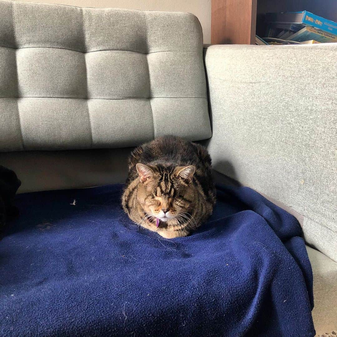 マチルダのインスタグラム：「🗣Calling all cat behaviour experts!!🗣  You may be wondering... why is Matilda lounging on a couch with no cushion? Well... I have a confession to make. I peed on it. Twice. 🤦‍♀️  So it’s off being cleaned and my humans are desperate for answers! Why did I do this? How can I be helped? Is this a habit we can break, and if so, how?  If you know a great cat behaviourist, or if you ARE a great cat behaviourist, please get in touch!! I really am a good little alien... I don’t know why I do bad things.  aliencatmatilda@gmail.com  💜🙏💜🙏💜🙏💜  #aliencatmatilda #icouldpeeonthis #catsofinstagram #yourdailtcat #badcats」