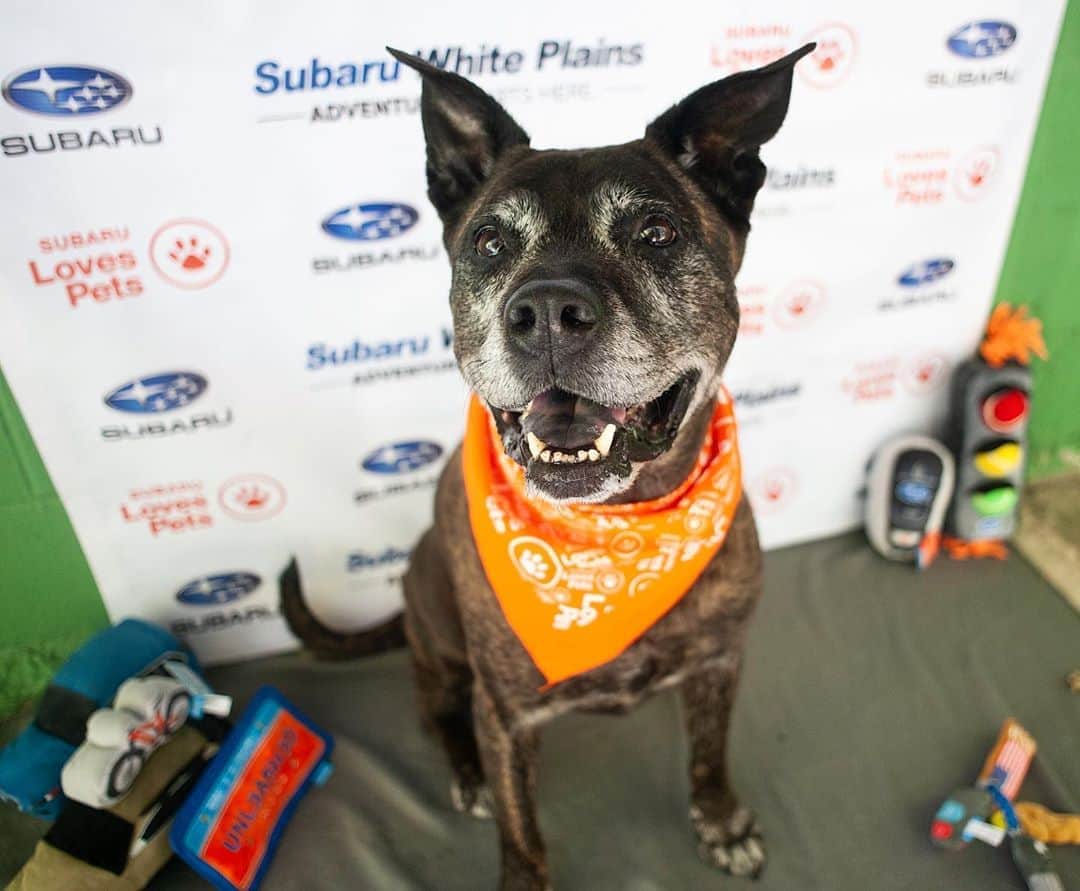 のインスタグラム：「Tune-in tomorrow in the 8 am hour to @goodmorningamerica for National #MakeADogsDay to meet some adoptable underdogs, like Sonya! 🐶😍」