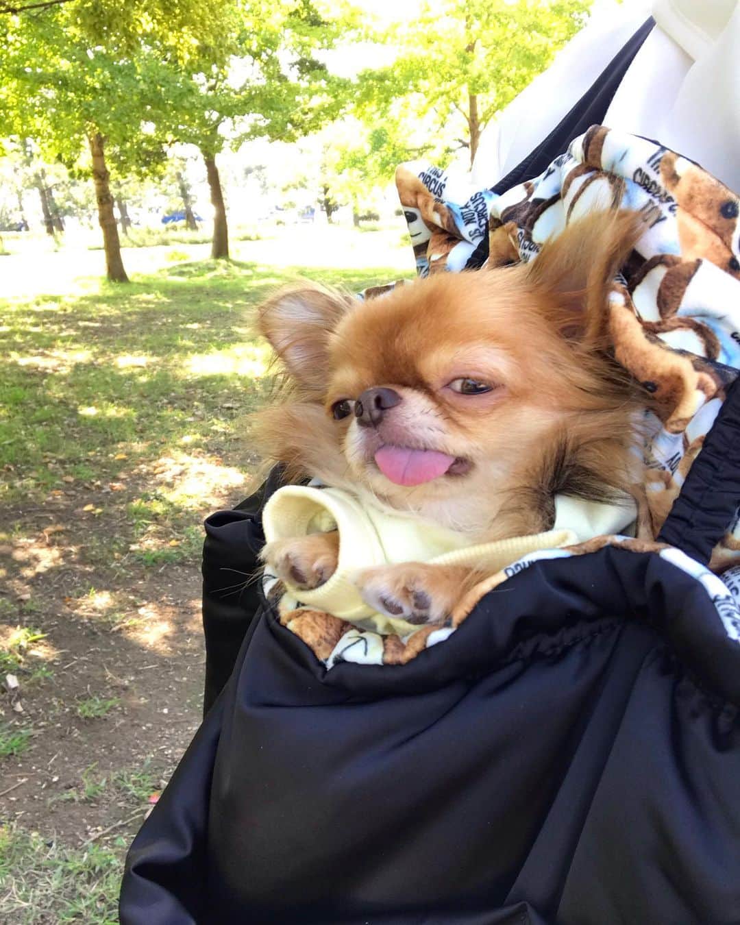 kayoのインスタグラム：「* * * 抱っこキャリーで歩いてると 前から来る人に まぁまぁの確率で 笑われる😂 * * こんな顔で入ってたら そりゃ〜笑われるわ😅😂 * * kulio❤️ * * #抱っこキャリー #サーカスサーカス #chihuahua#chihuahualove#dogstgram#dog#instadog#チワワ#チワワ大好き#チワワのいる暮らし * * *」