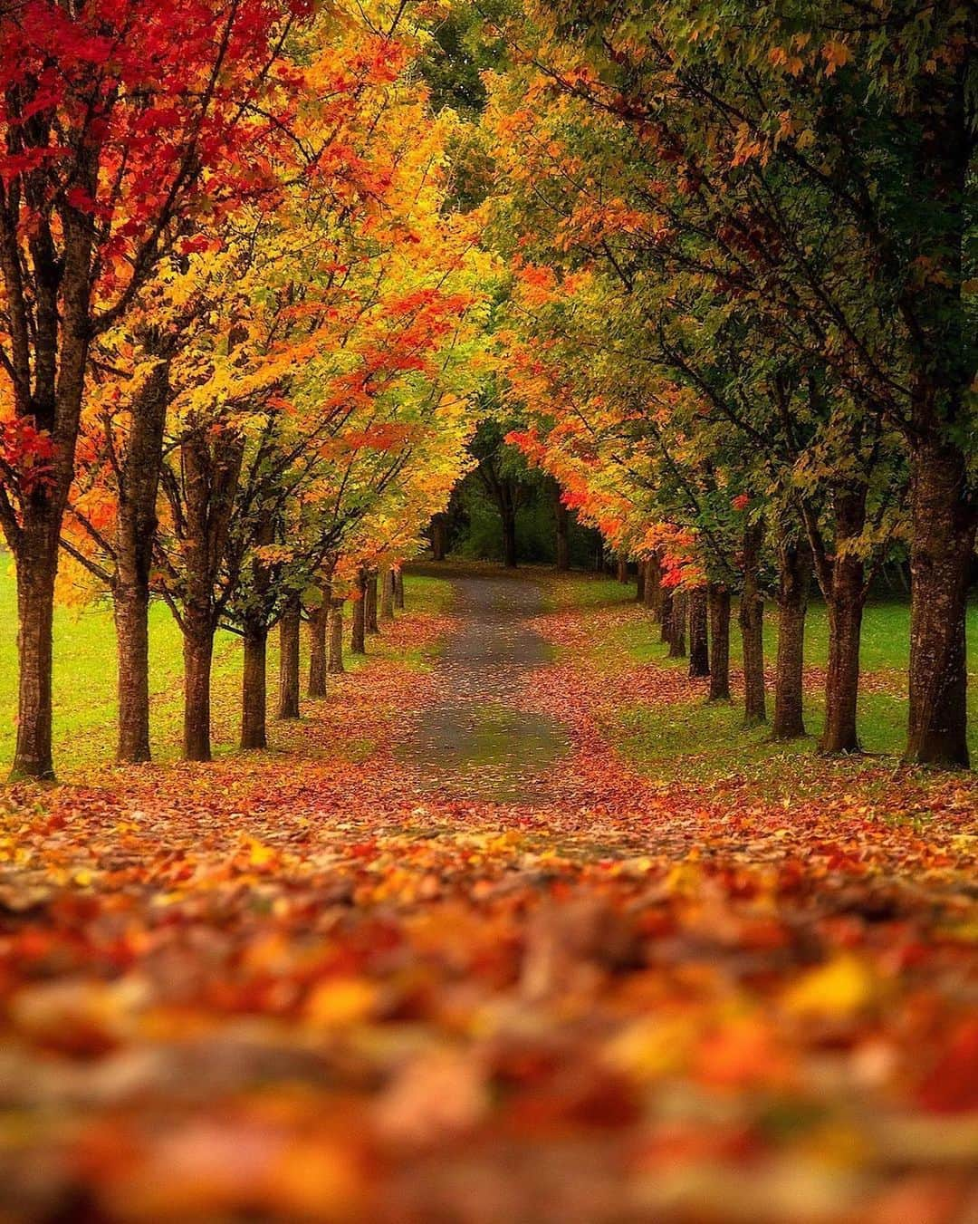 Canon Photographyさんのインスタグラム写真 - (Canon PhotographyInstagram)「Autumn is in full swing now 🍂 Photography // @dougshearerphotography Curated by @steffeneisenacher  #autumn #america #fallfoliage #leaves #bokehphotography」10月22日 17時00分 - cpcollectives