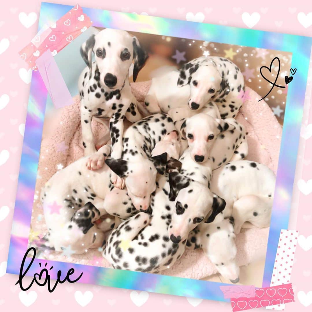 歌倉千登星さんのインスタグラム写真 - (歌倉千登星Instagram)「✳︎✳︎✳︎  子犬たち。  大きくなったなぁ…。  そろそろみんなお嫁に行っちゃう時期なので、寂しいです。笑  #ダルメシアン #子犬　#可愛い　#犬 #おおきくなったね　#犬のいる暮らし」10月22日 17時15分 - chitose_kagura