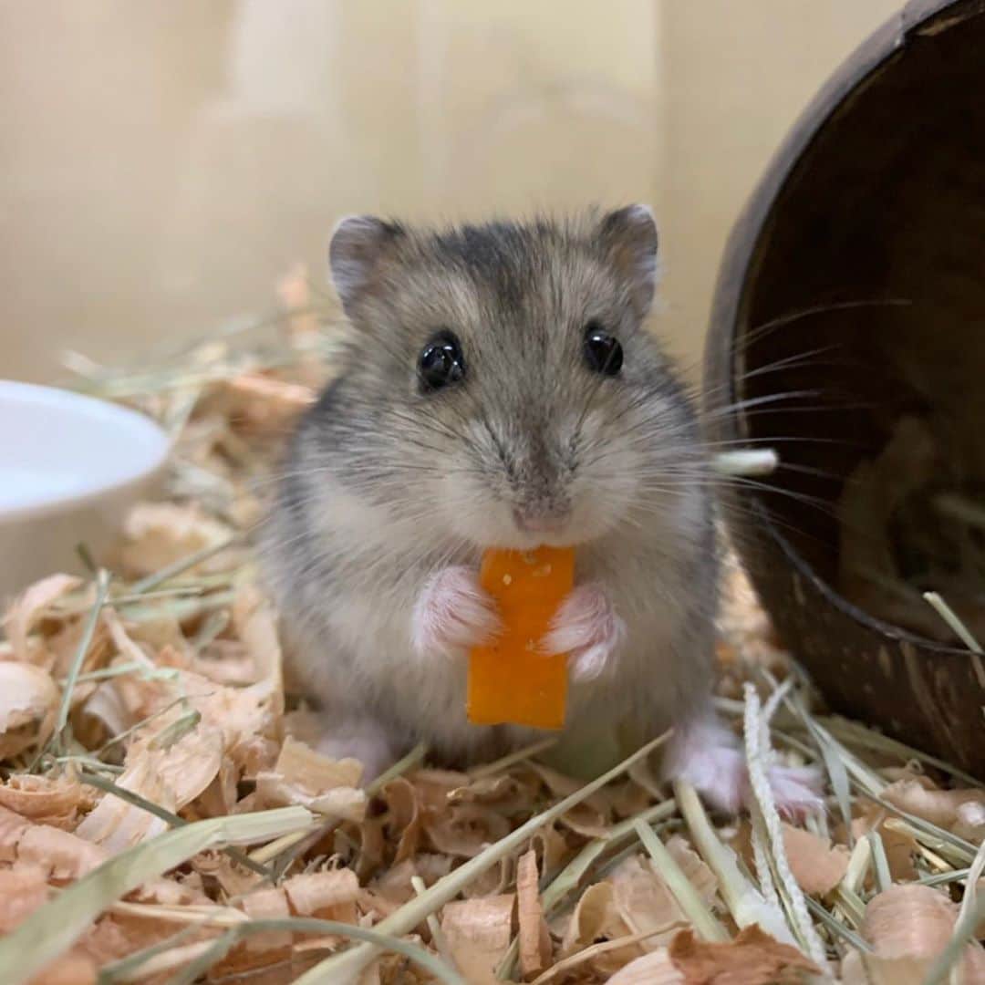 のインスタグラム：「ひまわり&ホップと同じ日にやってきた ジャンガリアンハムスターの 「ひじき」君🐹  とっても小さなからだでも 回し車で走る姿はまさにアスリート⁉︎ 1番最後にストイックに回し車で走るひじきくんの動画も💨 #早送りじゃないよ   #福岡eco #福岡eco動物海洋専門学校 #ハムスター #ハムスタグラム #ハムスターのいる生活 #もふもふ #可愛い  #ペット #飼育 #動物の学校  小動物飼育クラブの学生さんが撮影してくれました🍀」