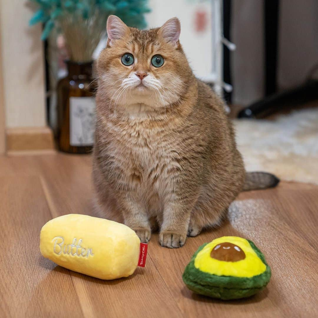 Hosicoさんのインスタグラム写真 - (HosicoInstagram)「Which do you choose, butter or avocado? 🥑🧈」10月22日 17時37分 - hosico_cat