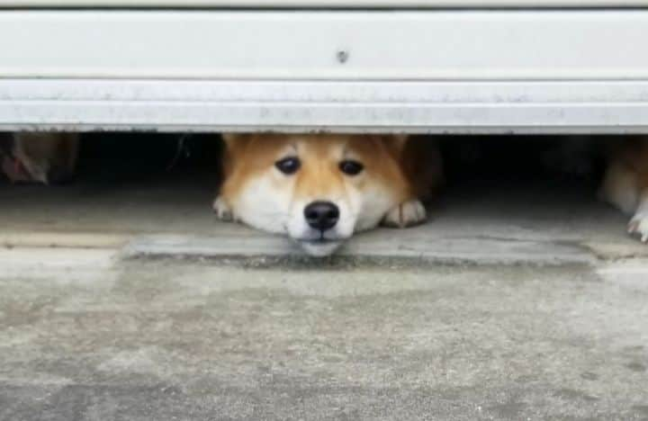 柴犬たま Shibainu Tamaのインスタグラム