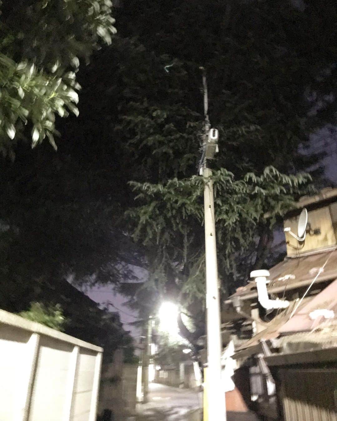 濱田将充さんのインスタグラム写真 - (濱田将充Instagram)「谷中のヒマラヤ杉🌲  お昼に見に行きたい」10月22日 17時56分 - masamichihamada