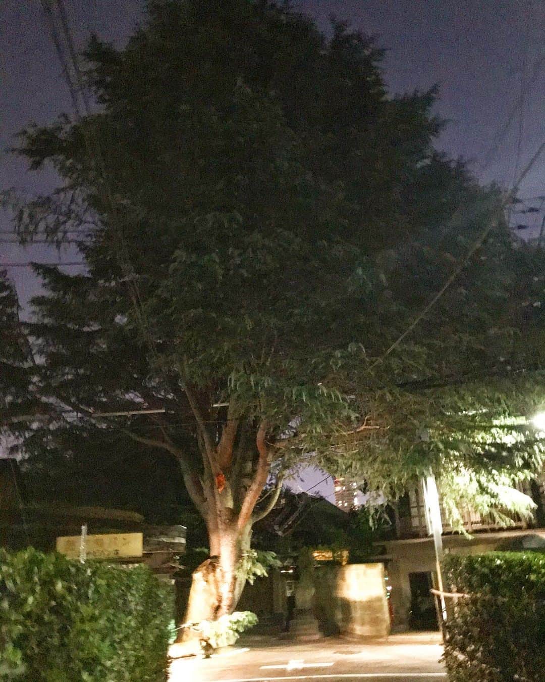 濱田将充さんのインスタグラム写真 - (濱田将充Instagram)「谷中のヒマラヤ杉🌲  お昼に見に行きたい」10月22日 17時56分 - masamichihamada